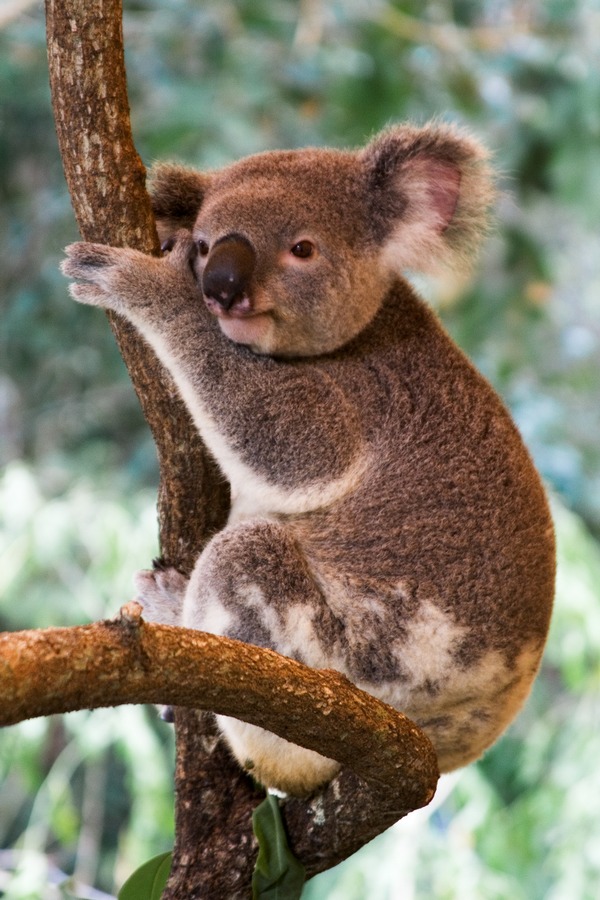 australia_koala.jpg