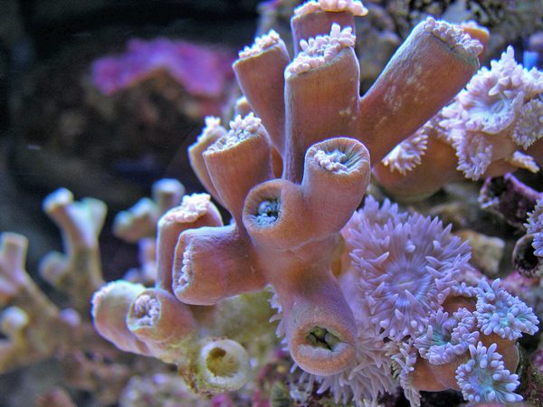 korall.jpg