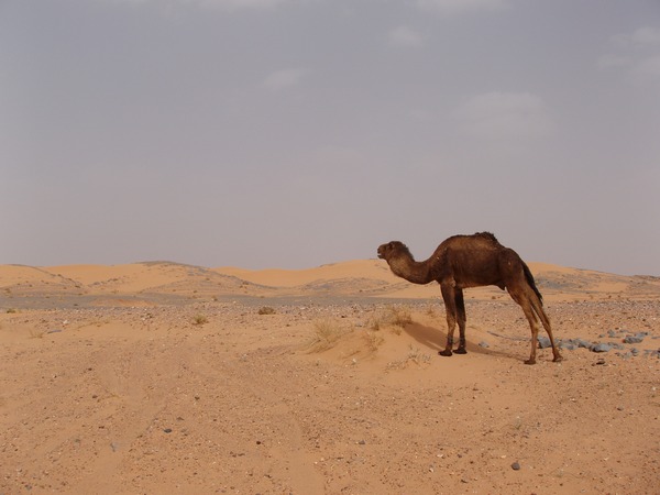 sahara_camel.jpg