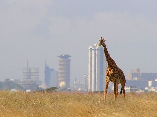 Жираф в Национальном Парке Найроби на фоне города