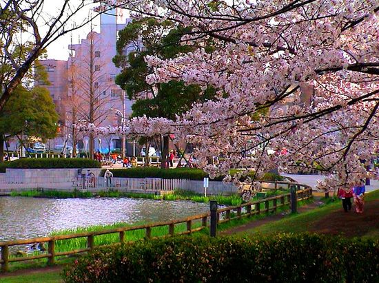 Цветение сакуры в парке Укима