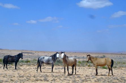 Арабские лошади (Sunaari) в засушливых равнинах Dhahar, Сомали..