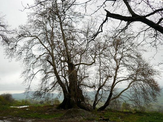 Двухтысячелетнее дерево - Восточный платан