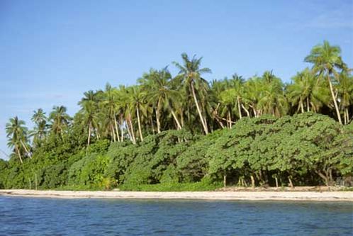 Прибрежный лес на островке Фаиоа.