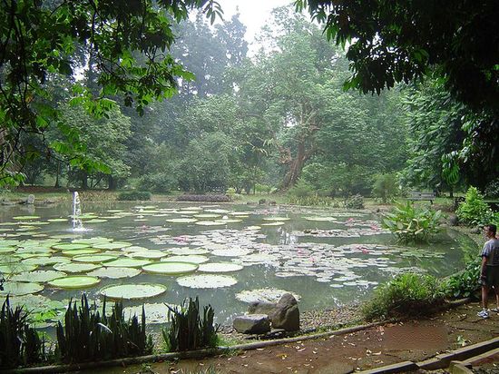 Ботанический сад — главная достопримечательность Богора