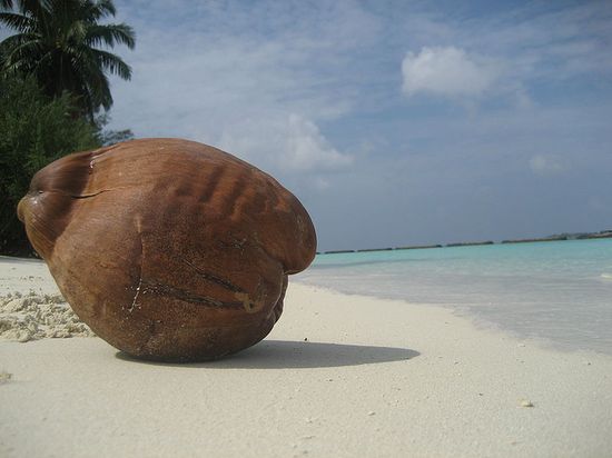 Кокос, лежащий на пляже одного из отелей Мальдив