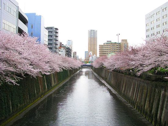 Цветущая сакура вдоль реки Мэгуро
