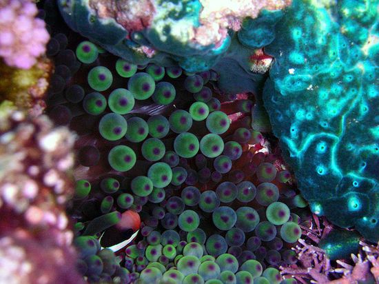 В прибрежных водах Ниуэ большое количество актиний и маленьких рыб.