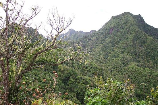 В тропических лесах на склонах гор острова Раротонга произрастает большое количество эндемичных растений