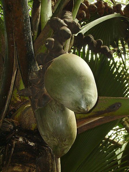 Плоды сейшельской пальмы (Праслен)
