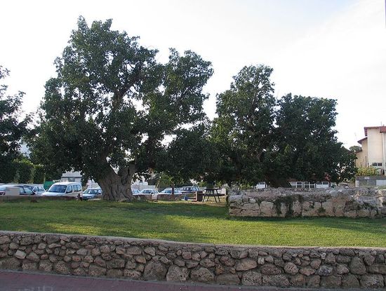 Старое дерево в Азоре