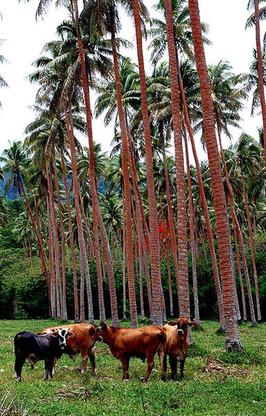 Небольшое стадо коров в северной части Эфате. Животноводство играет важную роль в экономике страны