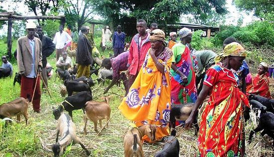 Поголовье коз в Бурунди составляет 750 000
