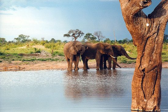 Слоны в национальном парке Хванж.