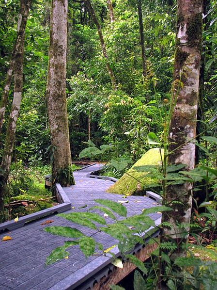 Тропа для пеших прогулок   по тропическому лесу