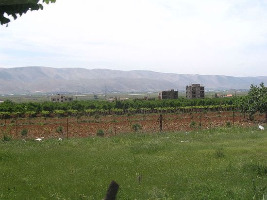 Виноградники около Захле