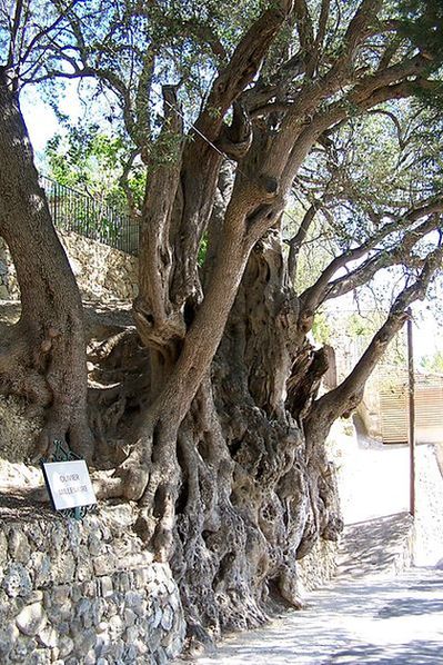Древнее оливковое дерево