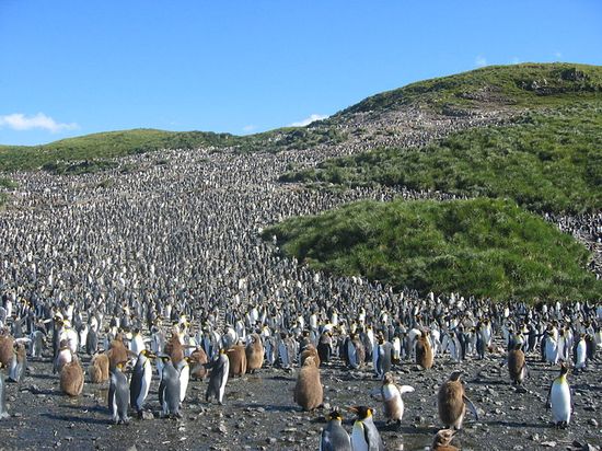 Гигантская колония королевских пингвинов на равнине Солсбери Южной Георгии