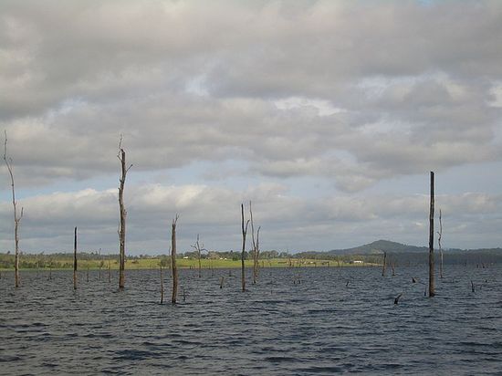 Верхушки деревьев затопленного леса,   озеро Тинару