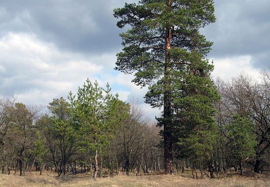 Самарский лес со стороны пгт Черкасское