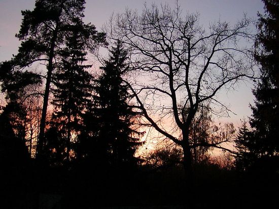 Осенний закат на улице Гоголя. Типичный для Подмосковья смешанный лес: преобладают ели, сосны, дубы, берёзы; в среднем ярусе распространён клён остролистный, в подлеске — лещина