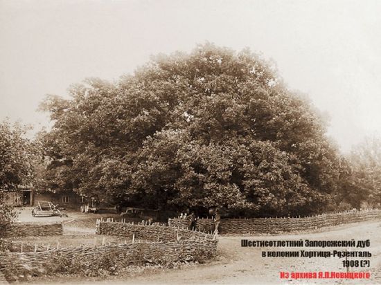 Запорожский дуб в 1908 году