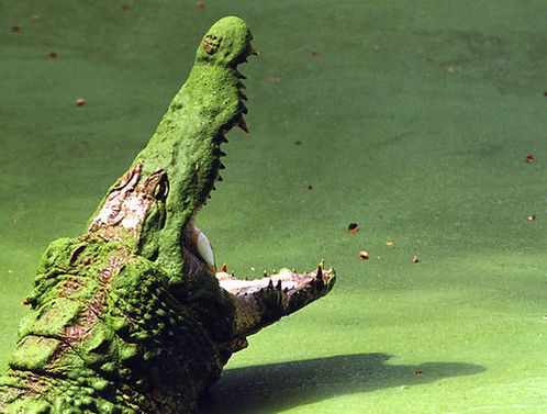 Один из представителей фауны Гамбии — крокодил