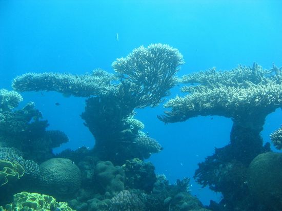 Коралловый риф Красного моря (вид из Подводной обсерватории).